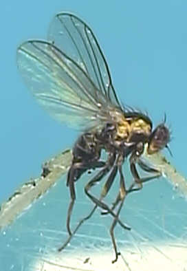 Liriomyza pedestris